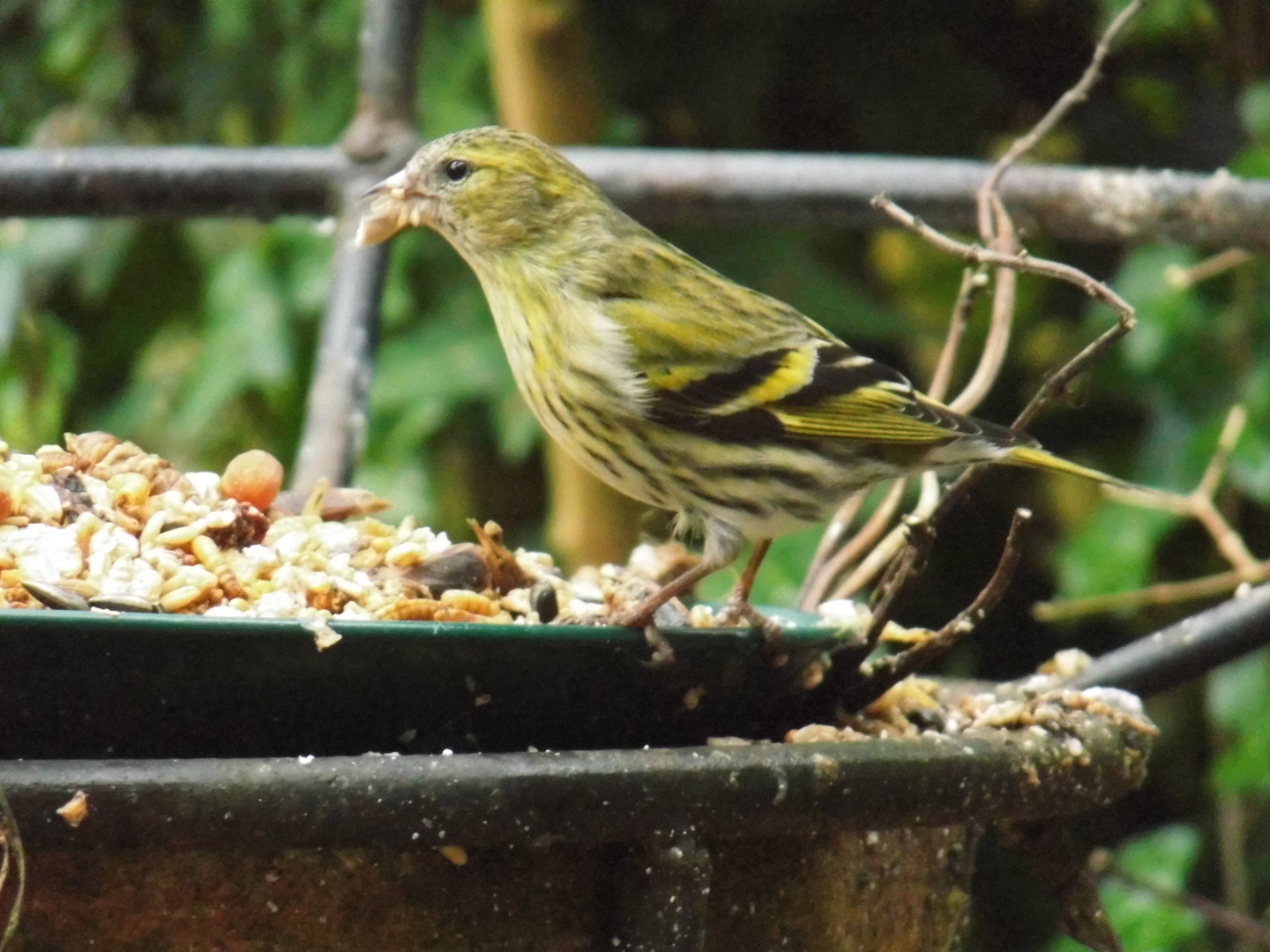 Neue r Gast im Garten, Erlenzeisig