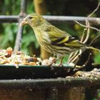 Neue r Gast im Garten, Erlenzeisig