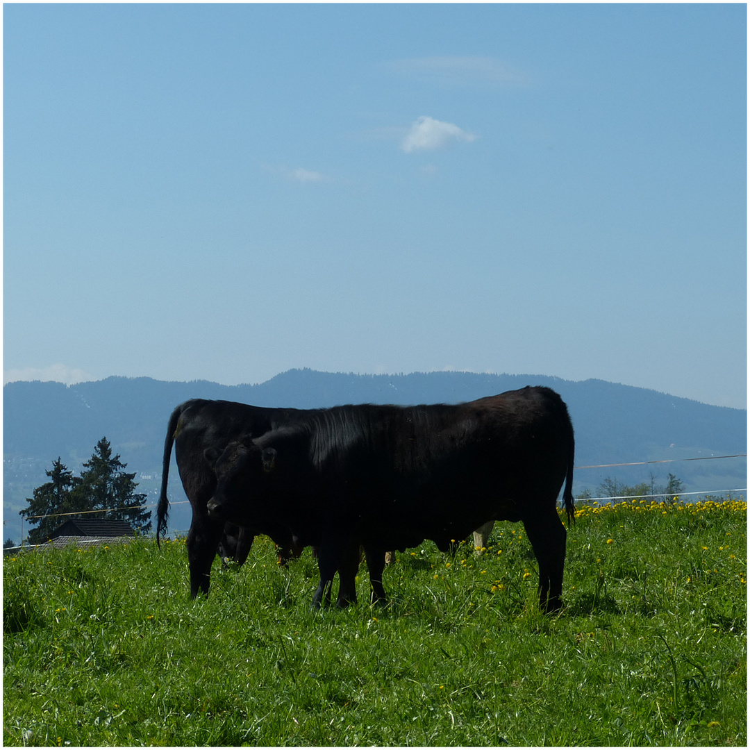 neue Rasse Foto & Bild natur, tiere, haustiere Bilder auf