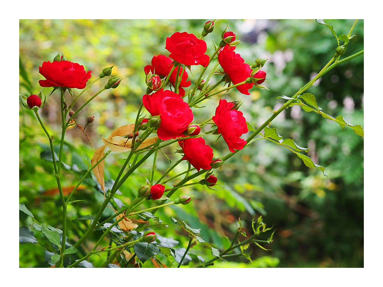 Neue Red Roses für die Lady