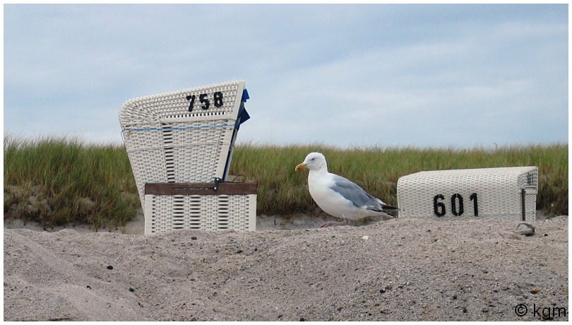 Neue Riesen-Möwe entdeckt