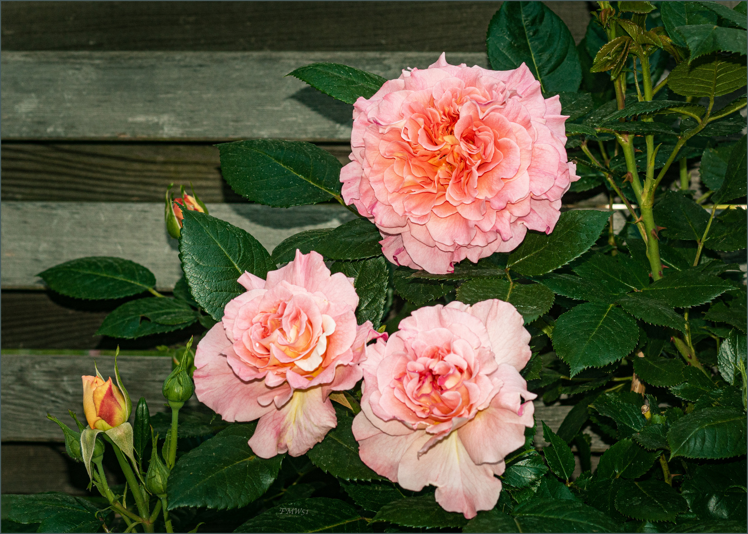 Neue Rose im Garten