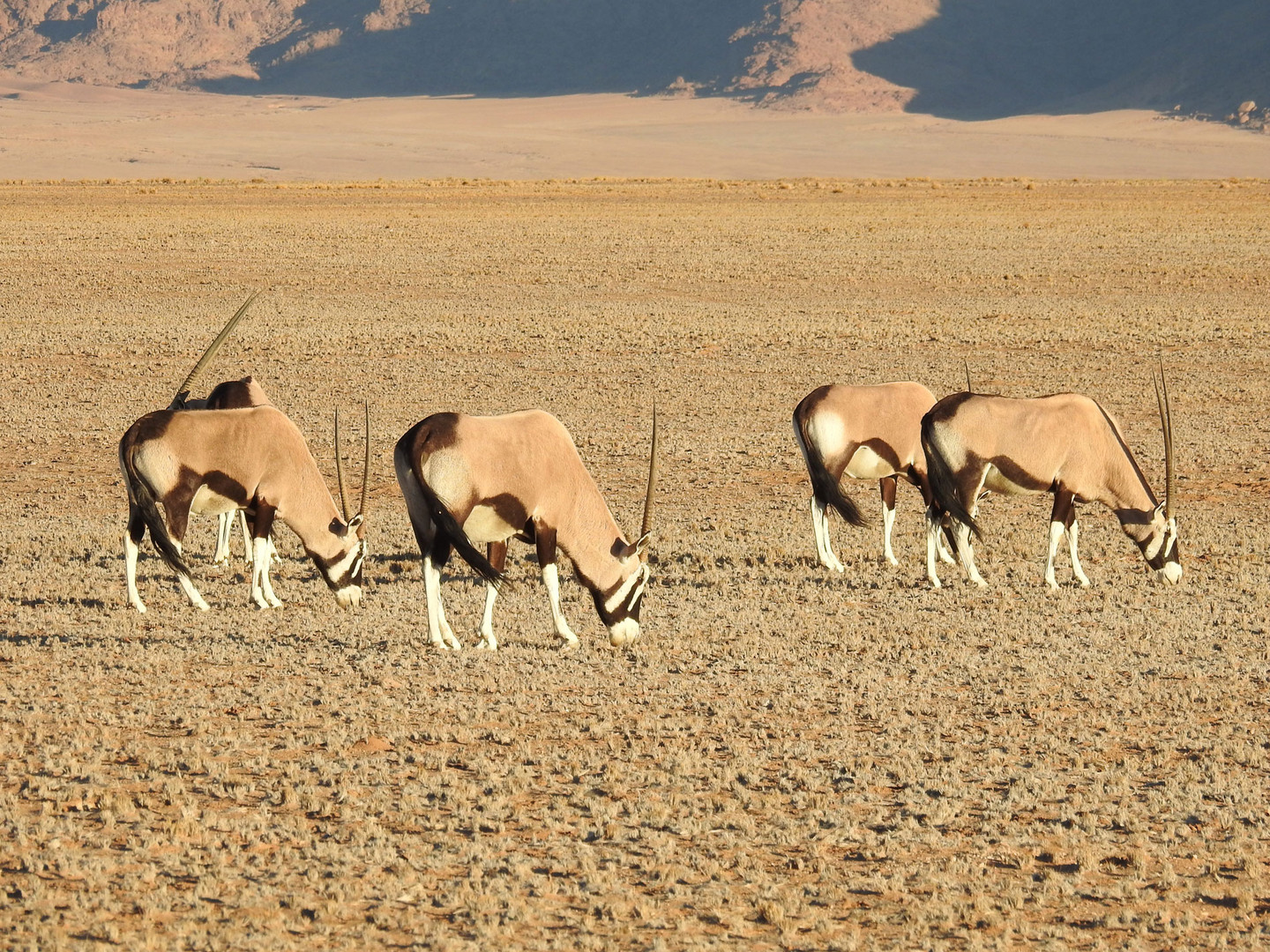 Neue Säugetierart im Sossusvlei entdeckt: Einhörner