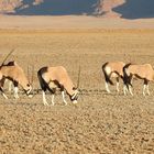 Neue Säugetierart im Sossusvlei entdeckt: Einhörner