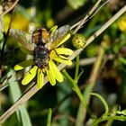 Neue Sorte Mittwochsblümchen