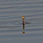 Neue Spezie Der Hydra-Kormoran mit 4 Köpfen