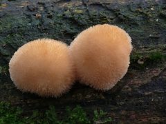 Neue Spezie im Wald gefunden : Hummer-Igel