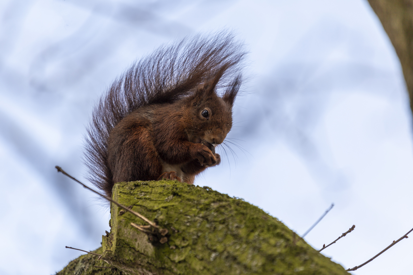 Neue Spezies entdeckt - Das Punkhörnchen