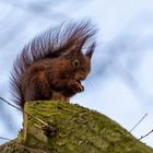 Neue Spezies entdeckt - Das Punkhörnchen