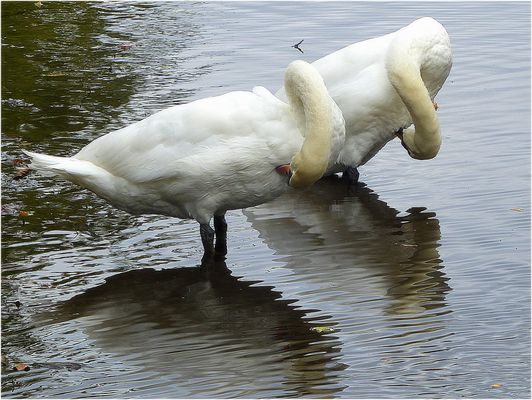 Neue Sportart: Synchronputzen