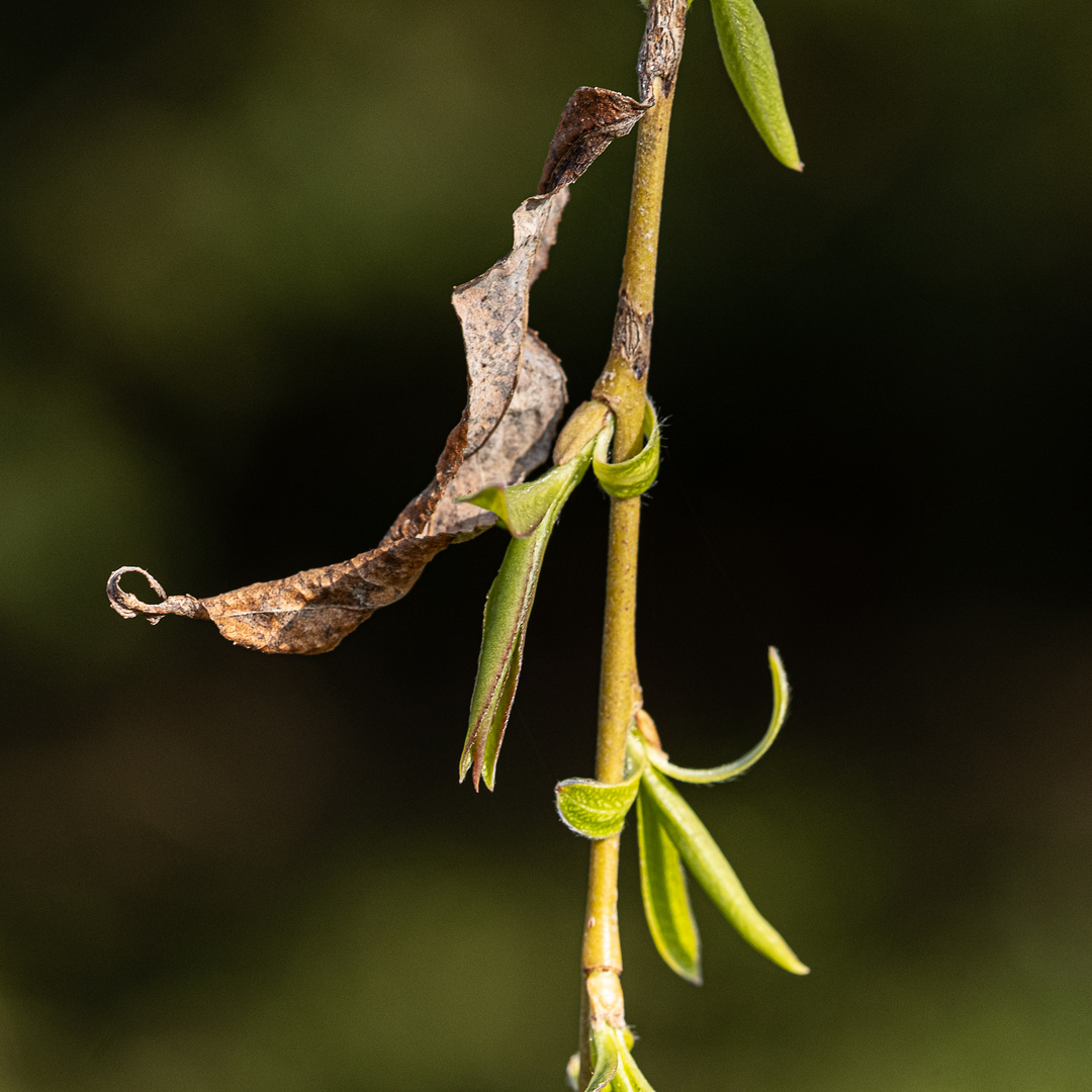 neue Triebe (1 von 1) Foto & Bild | jahreszeiten, frühling, natur ...