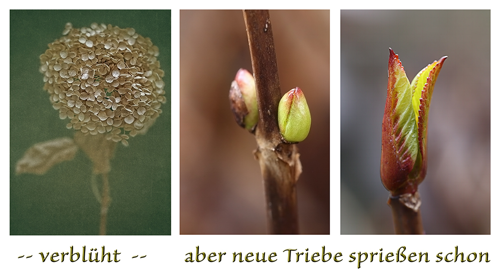 neue Triebe