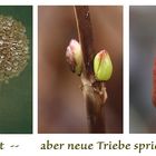 neue Triebe