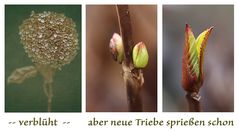 neue Triebe