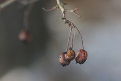 neue Triebe und sterbende Frucht