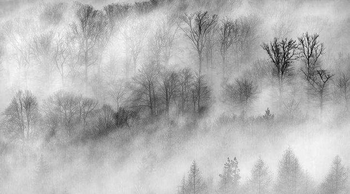 Neue Version, habe den Kontrast noch etwas erhöht. Nebelschwaden zogen durch den Pfälzerwald...