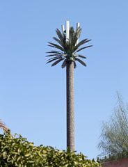 Neue Züchtung = Antennenpalme  :-)