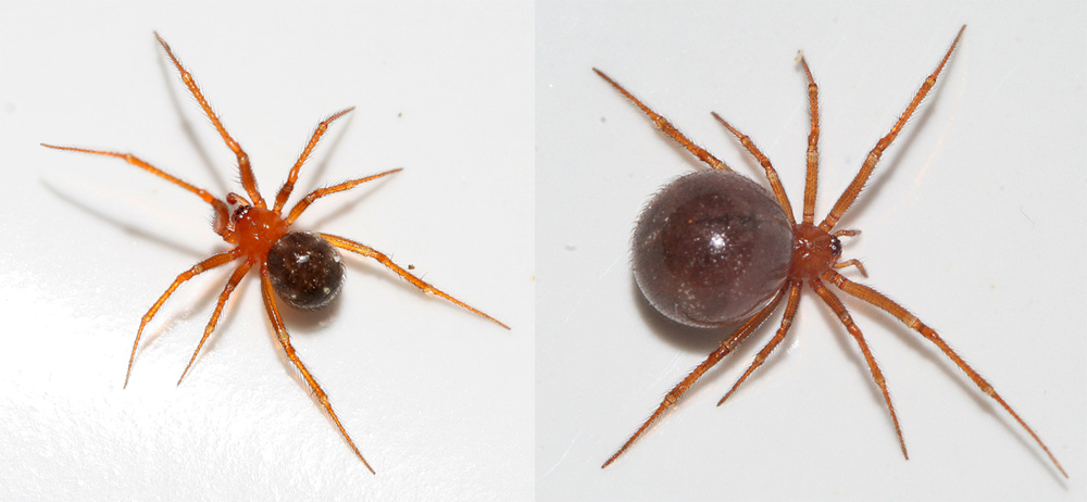 Neueinwanderer Nesticodes rufipes Foto & Bild tiere, wildlife