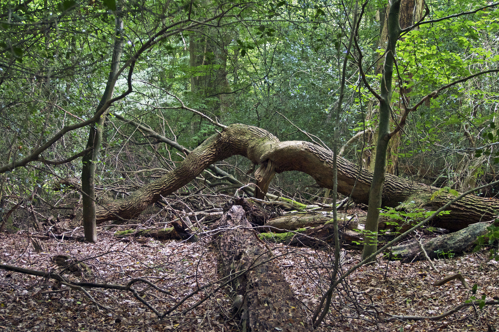 Neuenburger Urwald 2