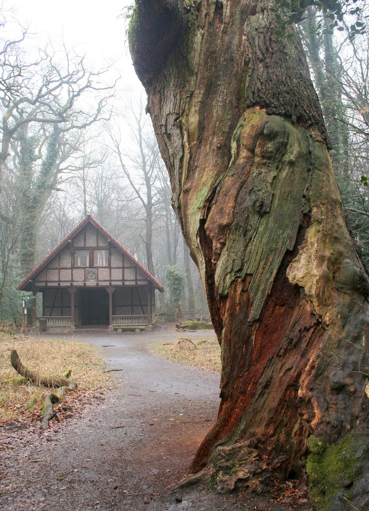 Neuenburger Urwald