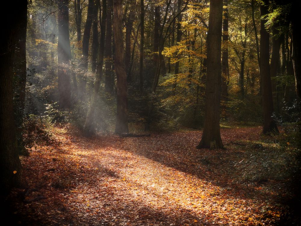 Neuenburger Urwald 