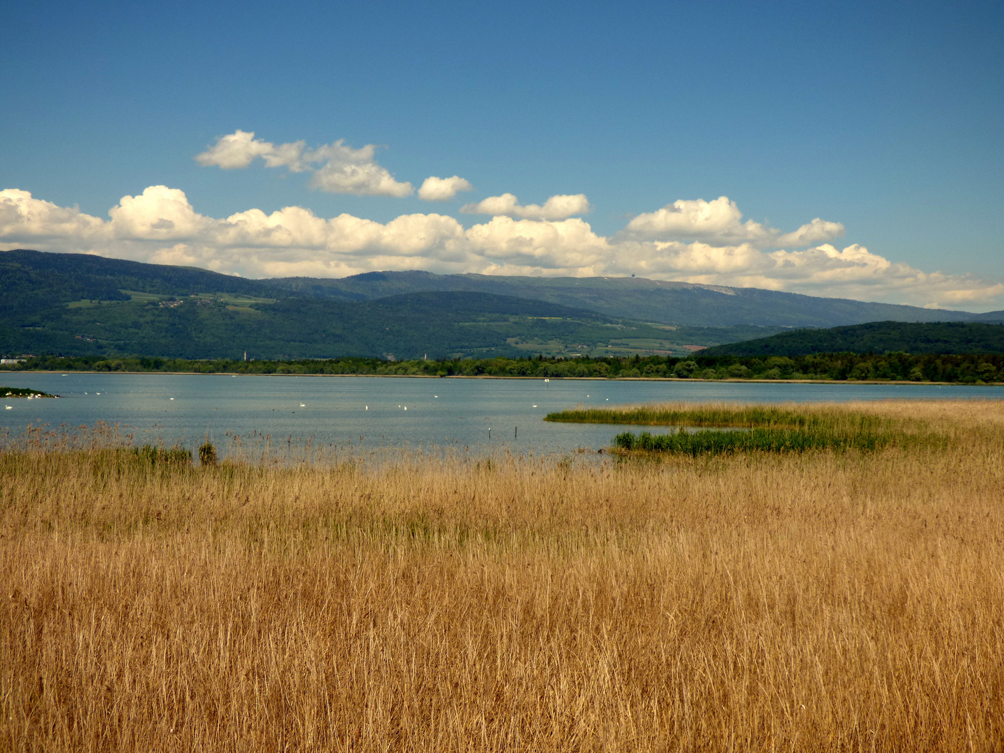 Neuenburgersee