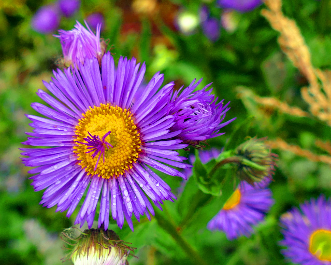 Neuengland-Aster