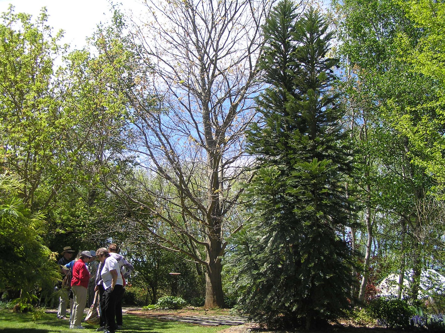 Neuentdeckt in der Natur: Wollomi Pine MK27102016