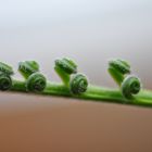 Neuer Austrieb - Cycas revoluta