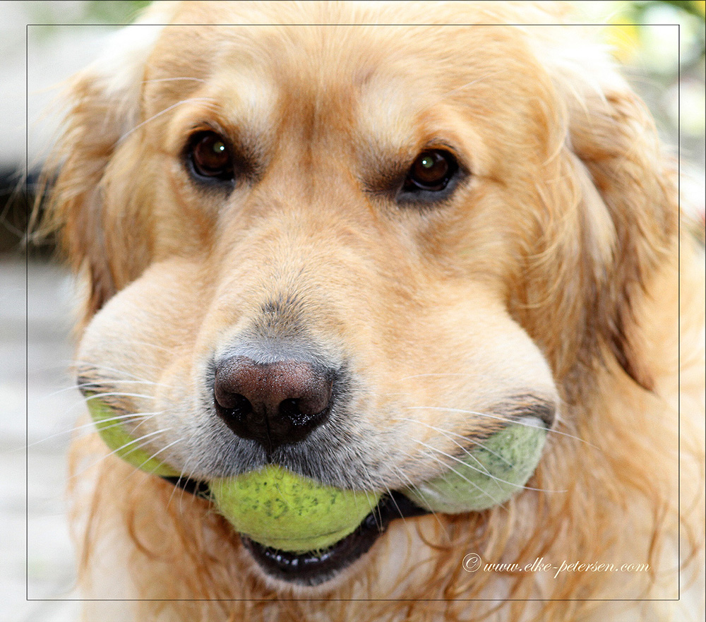 Neuer Ballunge "Sydney" im Tennisclub