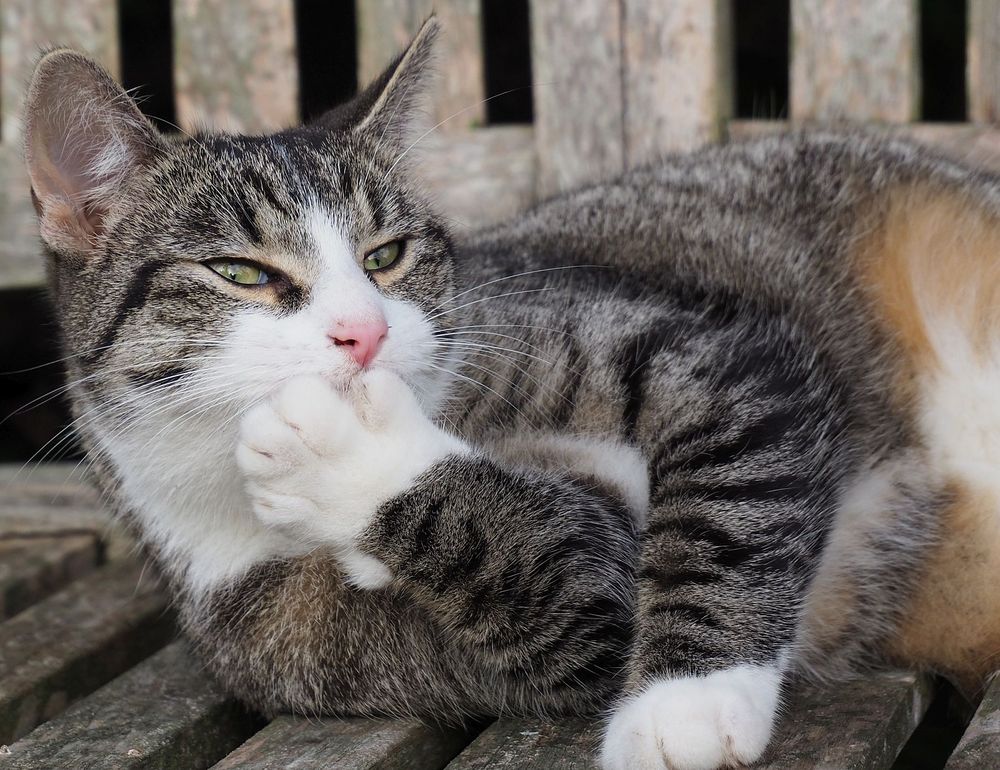Neuer Besuch im Garten Foto &amp; Bild natur, katze, katzen