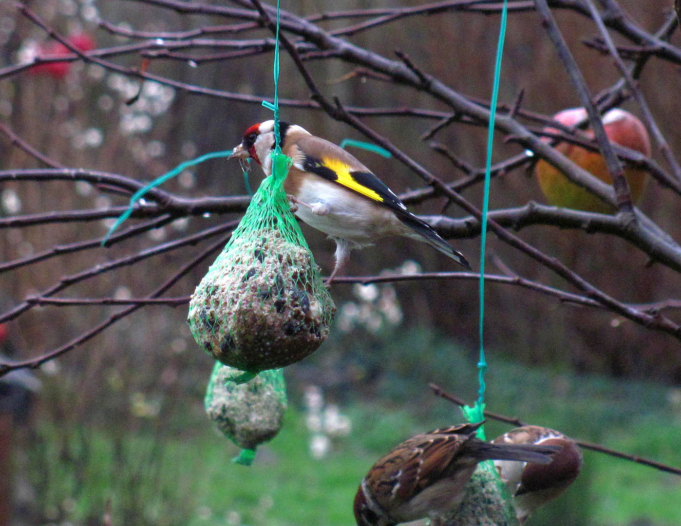 Neuer Besucher im Garten