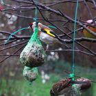 Neuer Besucher im Garten