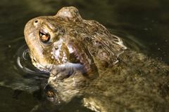 Neuer Bewohner im Gartenteich