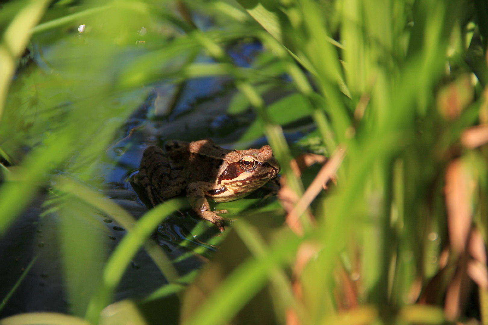 Neuer Bewohner im Gartenteich Foto & Bild tiere, wildlife, amphibien