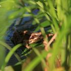 Neuer Bewohner im Gartenteich