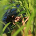 Neuer Bewohner im Gartenteich