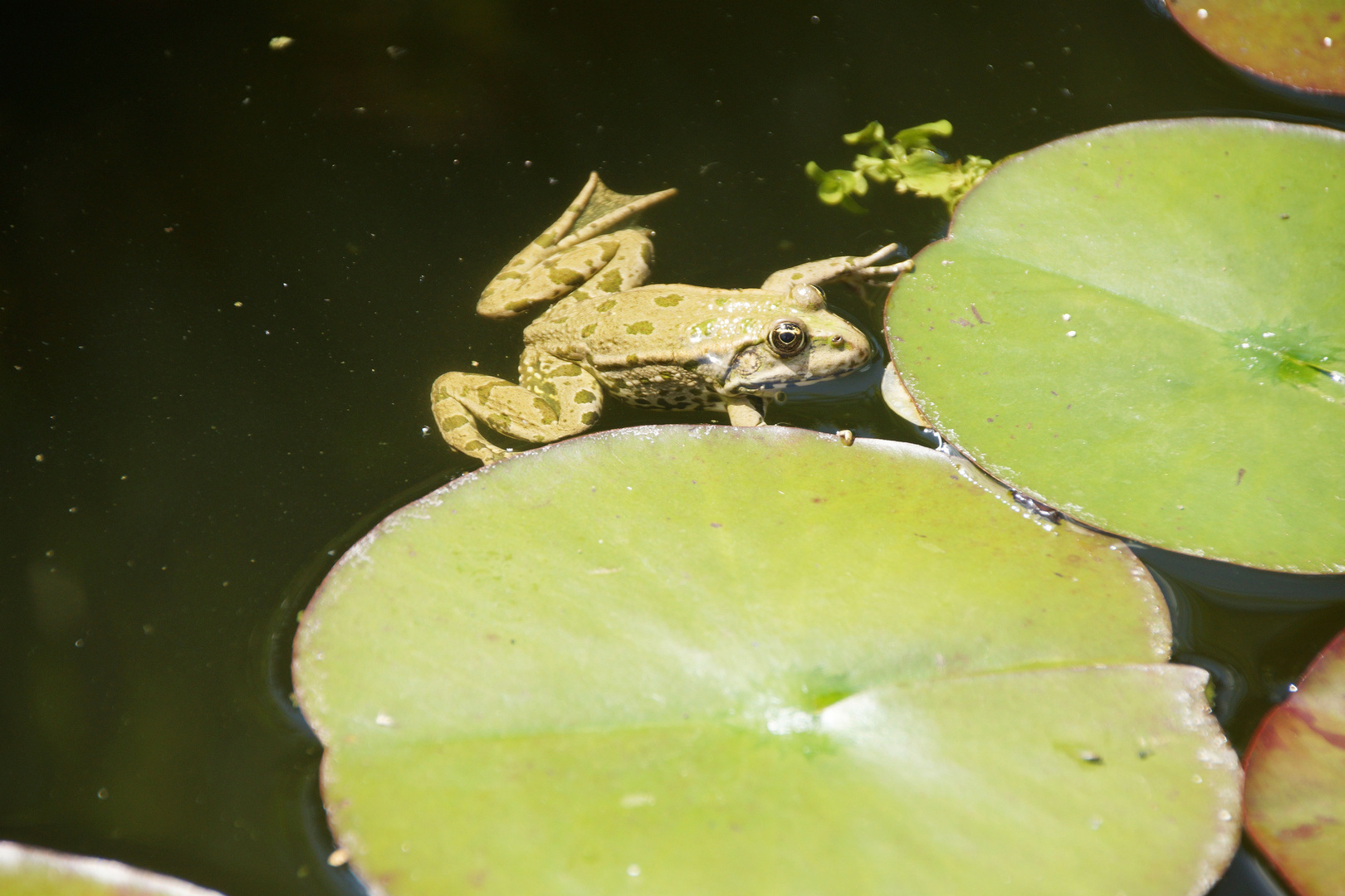 Neuer Bewohner im Teich