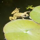 Neuer Bewohner im Teich