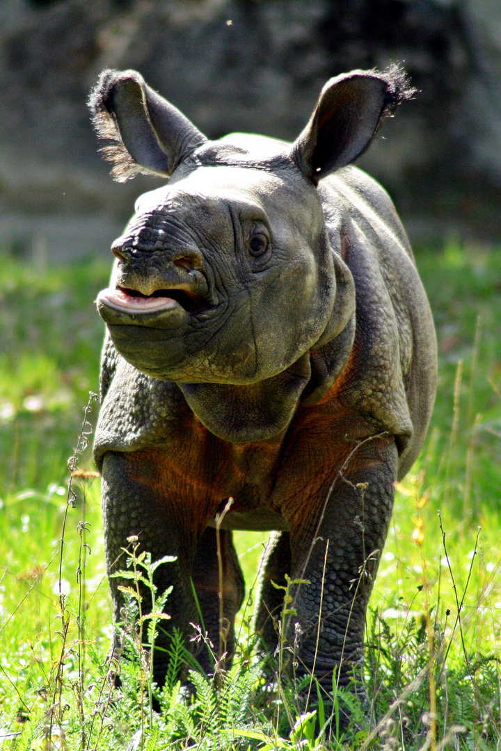 Neuer Bewohner im Tierpark Hellabrunn