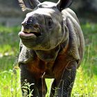 Neuer Bewohner im Tierpark Hellabrunn