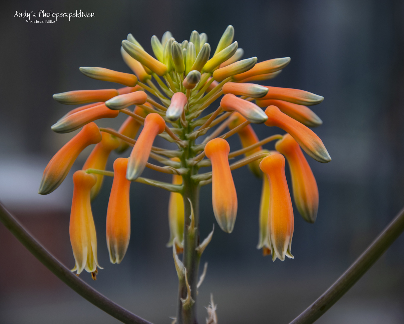 Neuer Botanischer Garten in Kiel Foto & Bild pflanzen