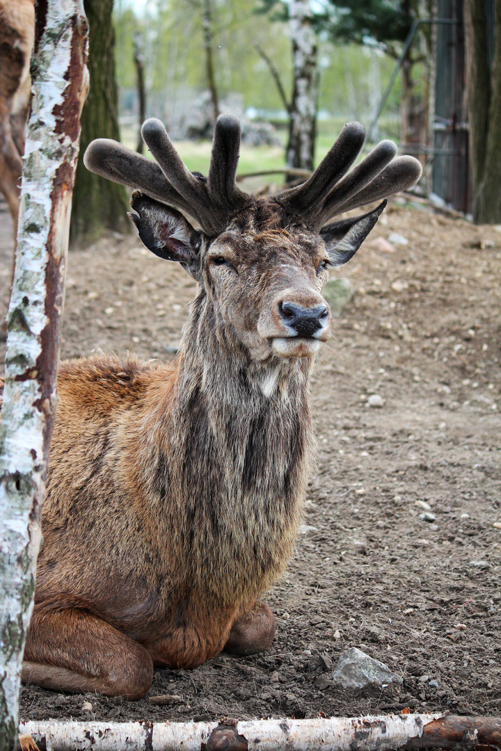 Neuer Chef im Wildgehege