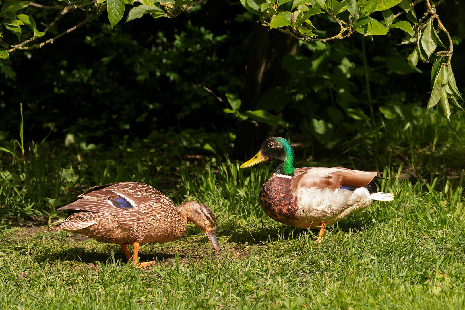 neuer Garten besuch