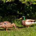 neuer Garten besuch