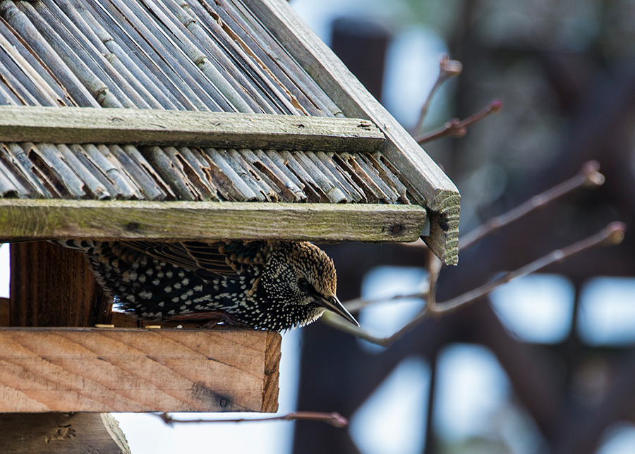 neuer Gast am Futterhaus