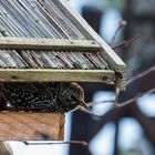 neuer Gast am Futterhaus