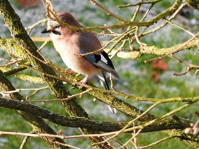 Neuer Gast am Vogelhäuchen