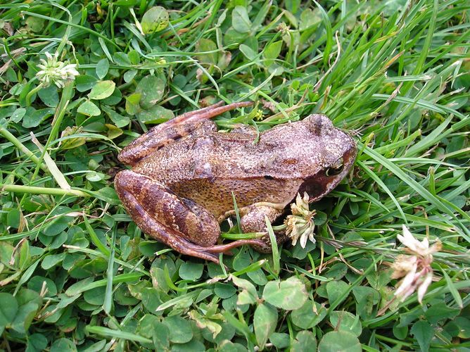 neuer Gast im Garten