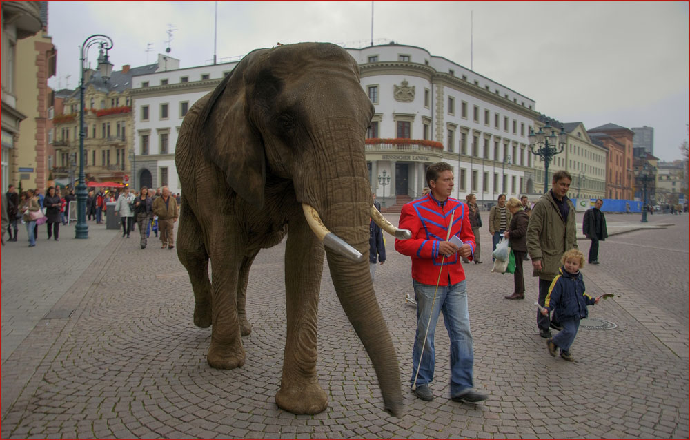 Neuer Gast in Wiesbaden